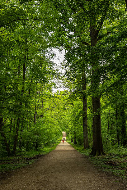 long footpath in the green forest