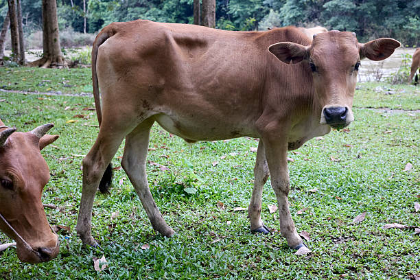 istock Young Cow in Clearing, Vang Vieng, Laos 2220628548