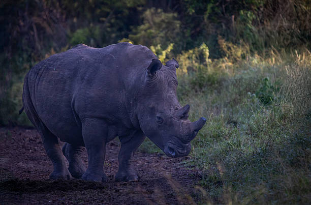 istock White Rhinoceros in Profile, South Africa 2220630986