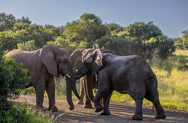 Three African elephants (Loxodonta africana) gather on a dirt track amid lush bushveld. Two individuals engage in trunk-to-trunk contact, a gesture of social bonding, while sunlight filters through the surrounding vegetation, highlighting their textured skin.