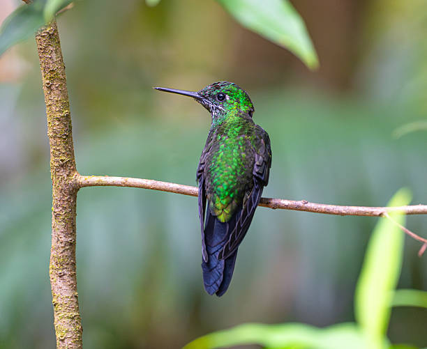 istock hummingbird standing on the branch 2220631335