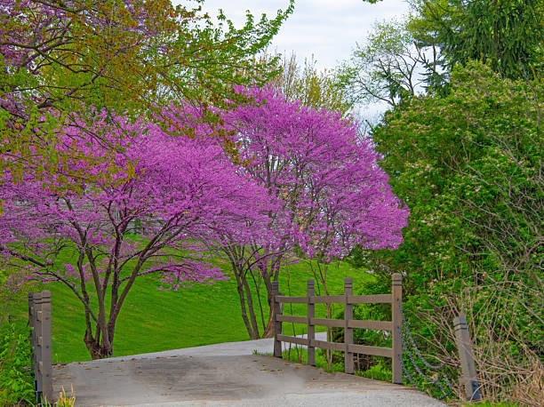Redbud trees with one lane bridge-Howard County, Indiana