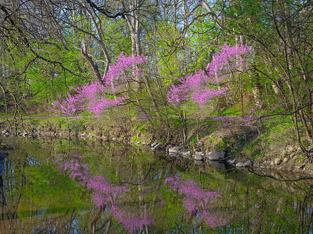 istock Redbud Trees reflected in a small creek-Howard County, Indiana 2220631612