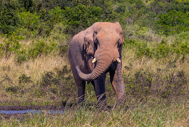 An African elephant uses its trunk to fling mud over its body, a natural behavior to protect its skin from the sun and insects. Photographed in a South African reserve, this image captures a moment of instinctive self-care in the wilderness.
