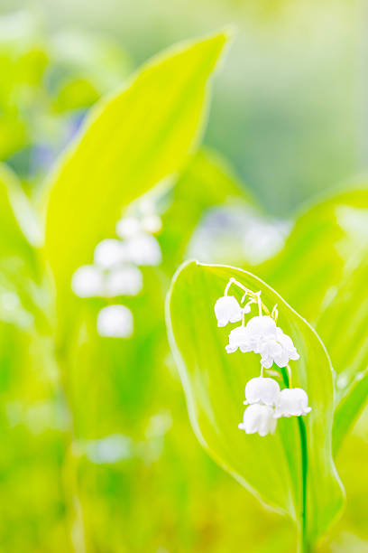 Lily of the valley, white flower
