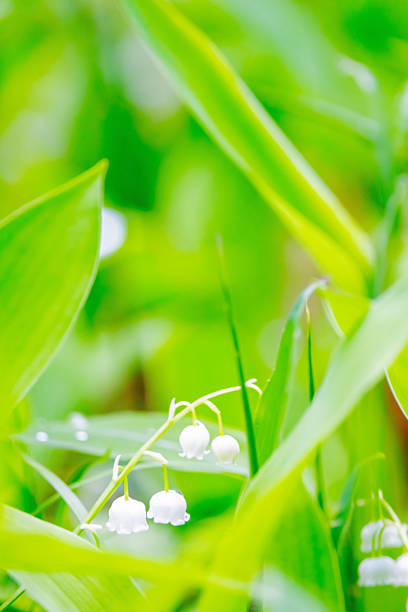 Lily of the valley, white flower