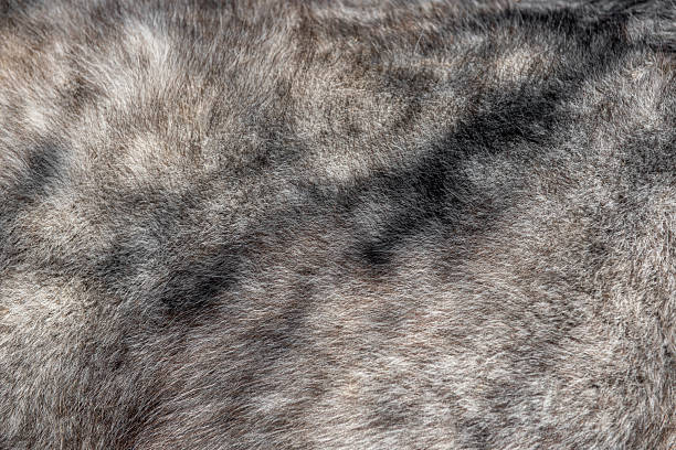 istock Close-up on a gray horse coat. Nice texture of roan 2220633439