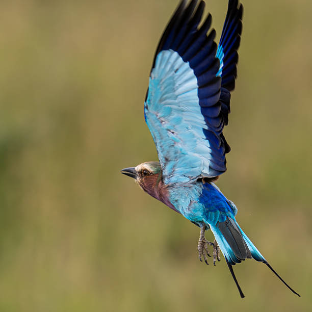 istock Lilac-Breasted Roller in Mid-Flight, Masai Mara, Kenya 2220634943
