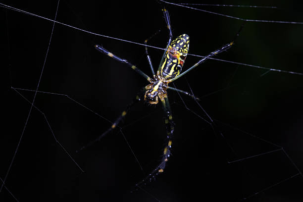 Spiders in the wild
