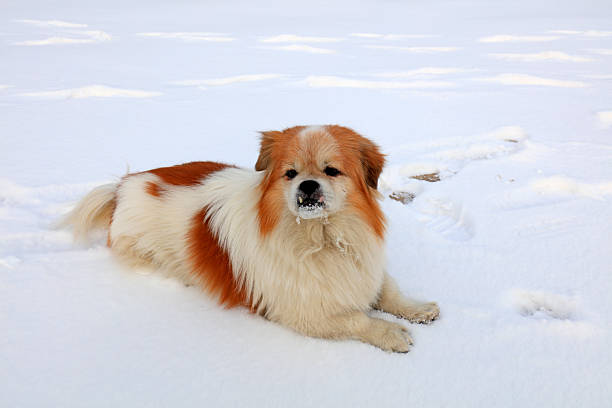pet dog is in the snow