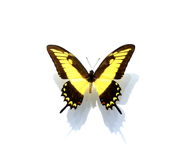 istock beautiful butterflies in the white background 2220638145
