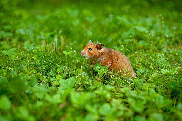 istock Brown Syrian hamster sitting in a lush green meadow 2220639424