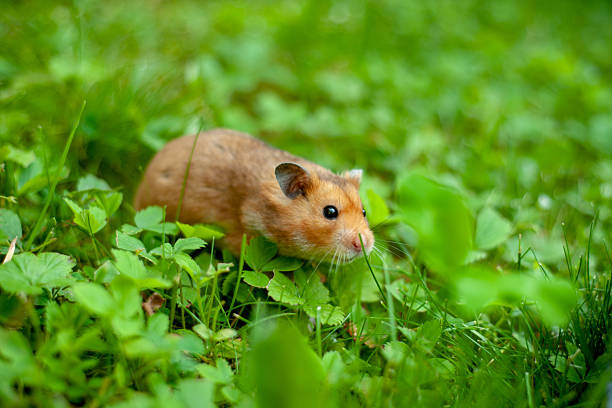istock Syrian hamster sitting in a lush green meadow 2220639425