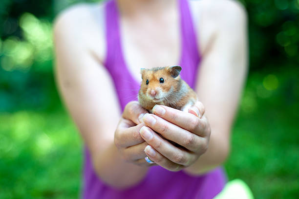 istock The image shows a person gently holding a golden-brown hamster with both hands. 2220639436