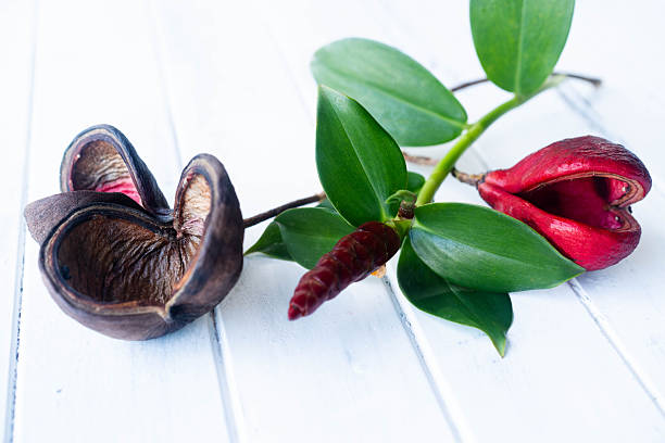 Unique composition of natural elements featuring a dark seed pod and vibrant red flower on a white wooden background
