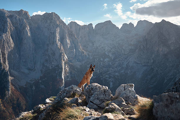 istock Belgian Malinois on a rocky cliff with mountain views 2220639657