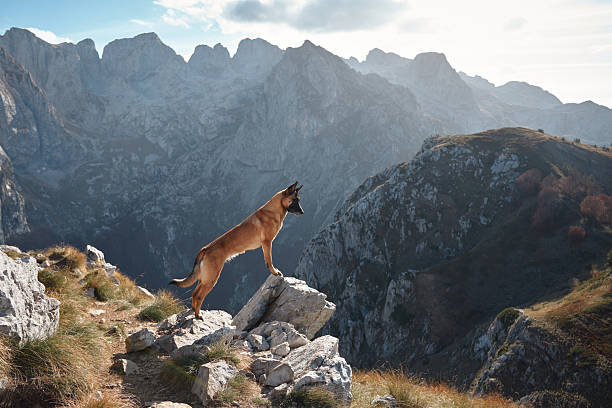 istock Belgian Malinois walking along a rocky mountain path 2220639660
