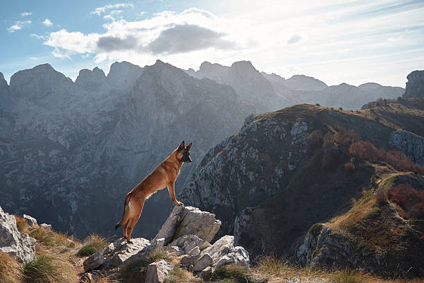 istock Belgian Malinois standing on a mountain edge with sunlit peaks 2220639672