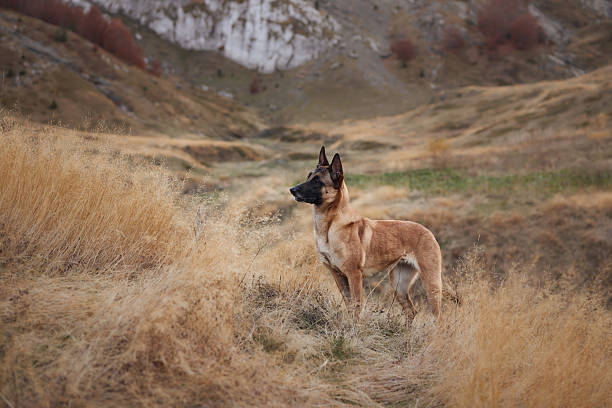 istock Belgian Malinois standing in a grassy meadow 2220639678