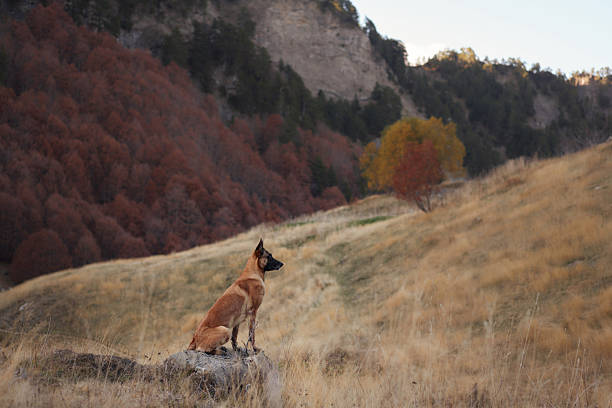 A Belgian Malinois sits on a rock surrounded by golden grass and red autumn foliage. The peaceful scene emphasizes the dog focus and harmony with nature.