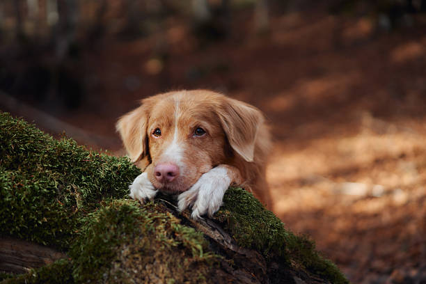 istock Golden Retriever resting on a mossy log 2220639717
