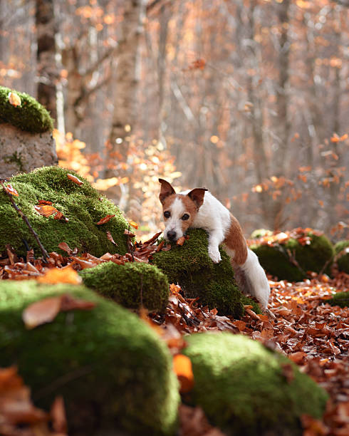 istock Jack Russell Terrier on mossy log 2220639719