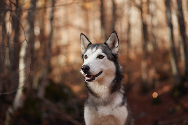 istock Husky portrait in an autumn forest 2220639723