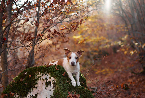 istock Jack Russell Terrier in golden autumn light 2220639726