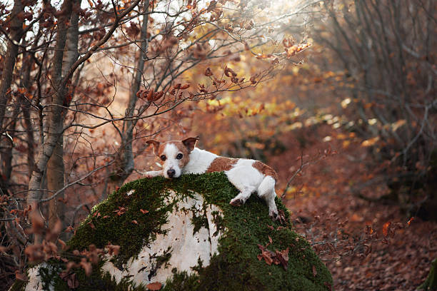 istock Jack Russell Terrier on a forest rock 2220639731