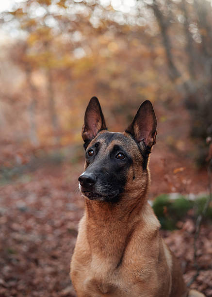 Belgian Malinois portrait in autumn forest