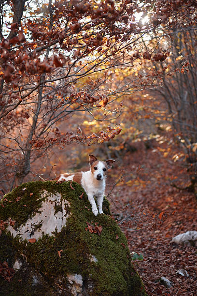 istock Jack Russell Terrier surrounded by autumn leaves 2220639737