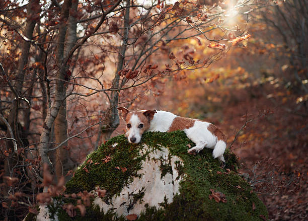 istock Jack Russell Terrier resting on mossy rock 2220639747