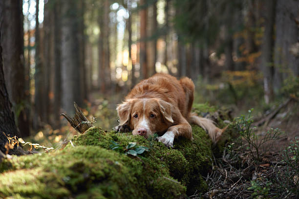 istock Retriever resting on moss in a forest 2220639760