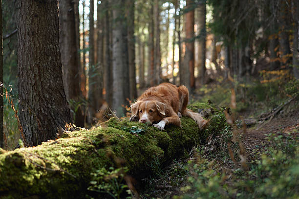 istock Retriever resting on mossy ground in forest 2220639767