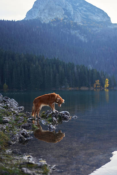 istock Retriever standing near a reflective lake 2220639777
