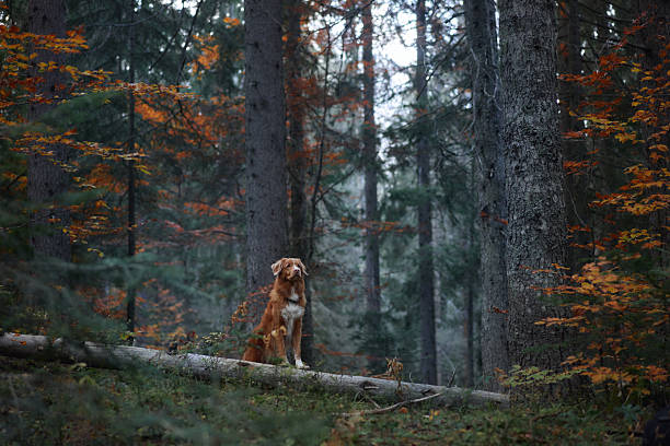 istock Retriever sitting in a colorful forest 2220639794