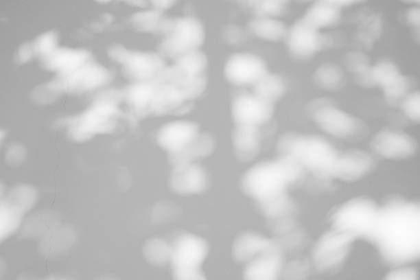 istock Abstract natural tree leaves shadow on white wall background 2220639835