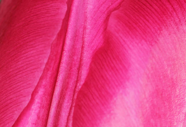 pink acetate fabric textured background for design purpose
