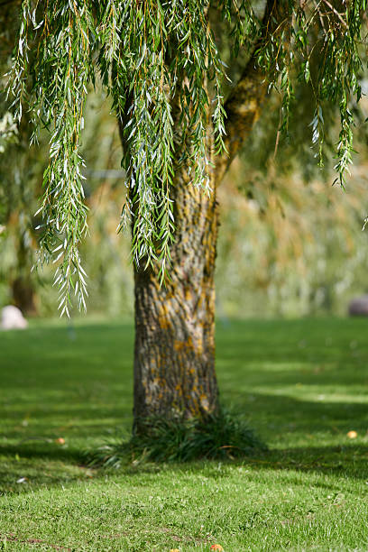 istock Graceful willow tree in a serene park setting with sunlight filtering through its cascading green foliage 2220640134