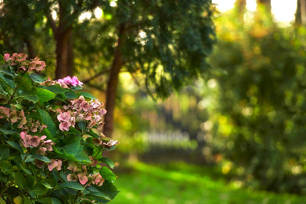 Hydrangea inflorescences in delicate shades of pink and green, captured in a tranquil garden. The afternoon sunlight casts a warm glow over the plants and lush greenery, evoking peace and natural beauty.