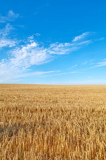 istock Golden wheat fields under a bright blue sky with scattered white clouds on a sunny day 2220640182