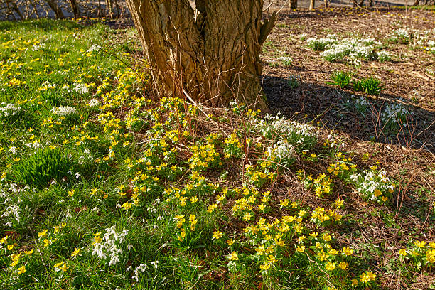 Snowdrops (Galanthus nivalis) and yellow winter aconites (Eranthis hyemalis) bloom vividly on the ground near a tree. This springtime scene captures the lush flora in a Danish landscape.