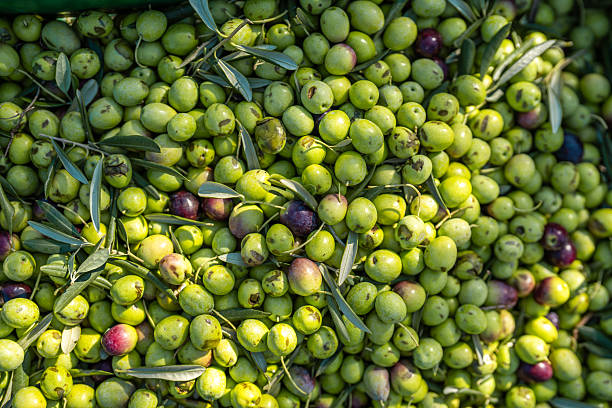 Close view of a diverse mix of ripe olives ready for oil production, their natural hues captured in bright daylight.