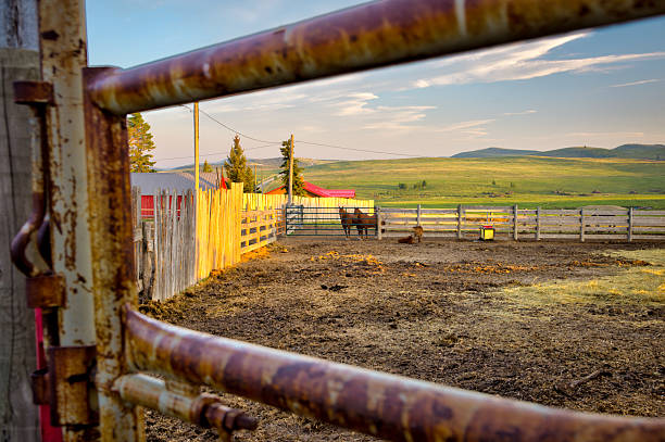 Longview, Alberta - June 8, 2025: Cattle on the Tongue Creek Ranch at sunset