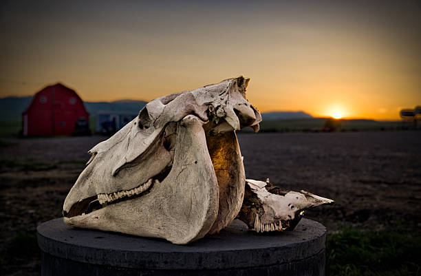 istock A cattle skull on the Tongue Creek Ranch at sunset 2220641625