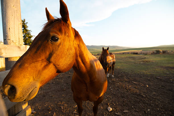 Longview, Alberta - June 8, 2025: Horses on the Tongue Creek Ranch at sunset