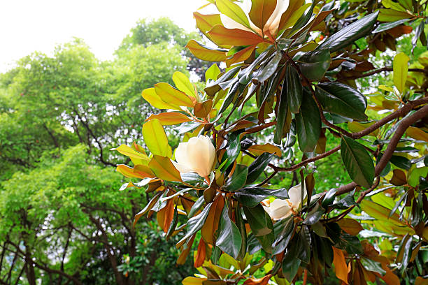 Beautiful white magnolia isolated on black
