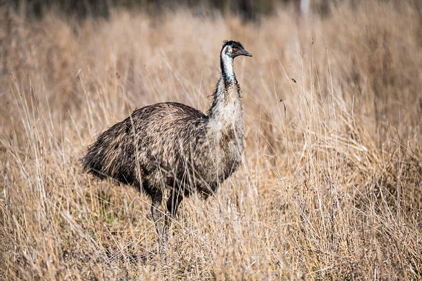 istock A wild Emu in a paddock with long dry grass 2220643345