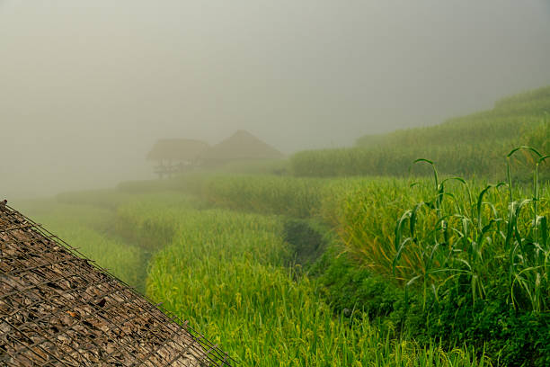 Mist-covered rural landscape featuring lush green rice terraces. Tranquil countryside moment where nature, climate, and serenity blend beautifully. Sustainable farming. Rural lifestyle and fresh air.