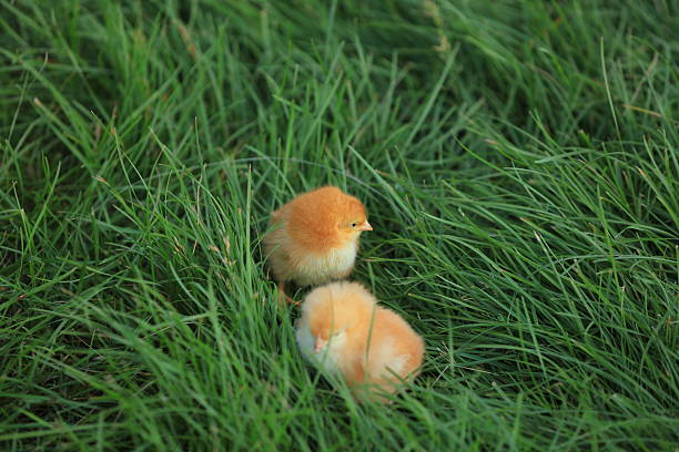 Chickens in the Green Lawn